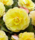 Begonie plnokvětá žlutá - Begonia superba - hlízy begonie - 2 ks