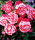 Begonie Camellia - Begonia - hlízy begonie - 2 ks