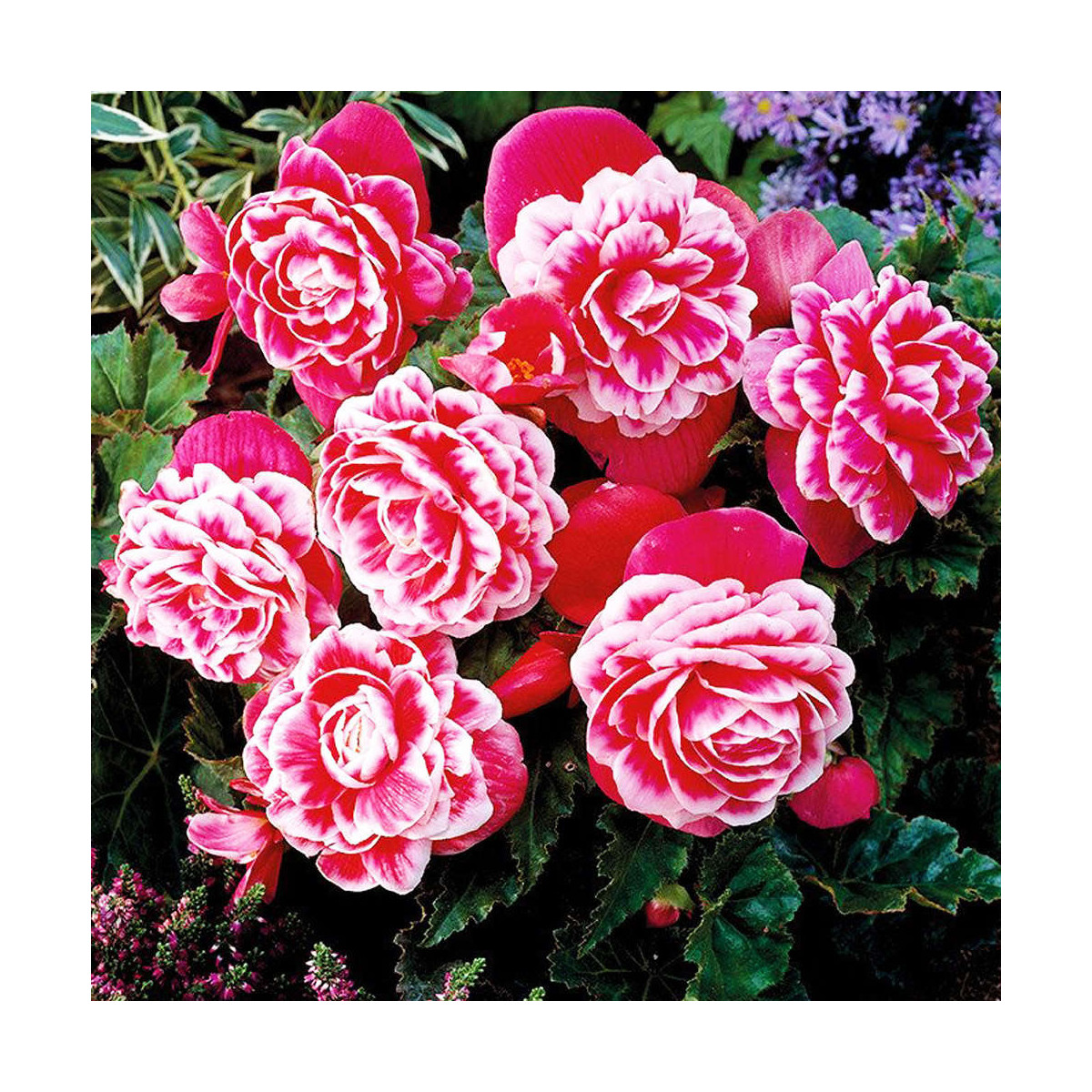 Begonie Camellia - Begonia - hlízy begonie - 2 ks