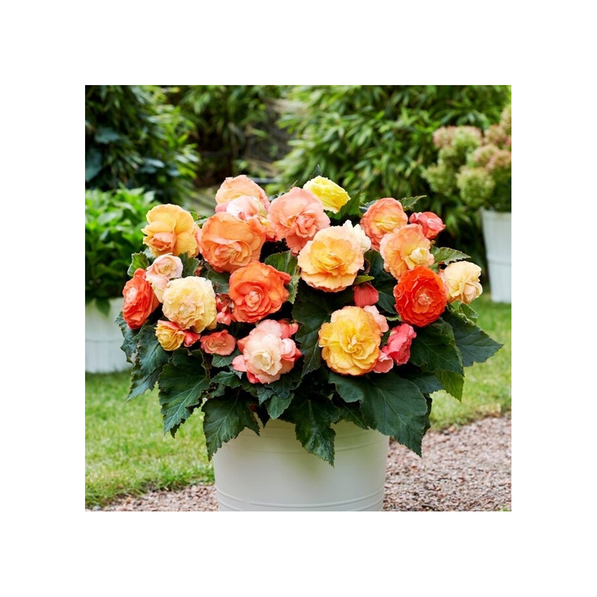 Begonie plnokvětá Bolero - Begonia superba - hlízy begonie - 2 ks