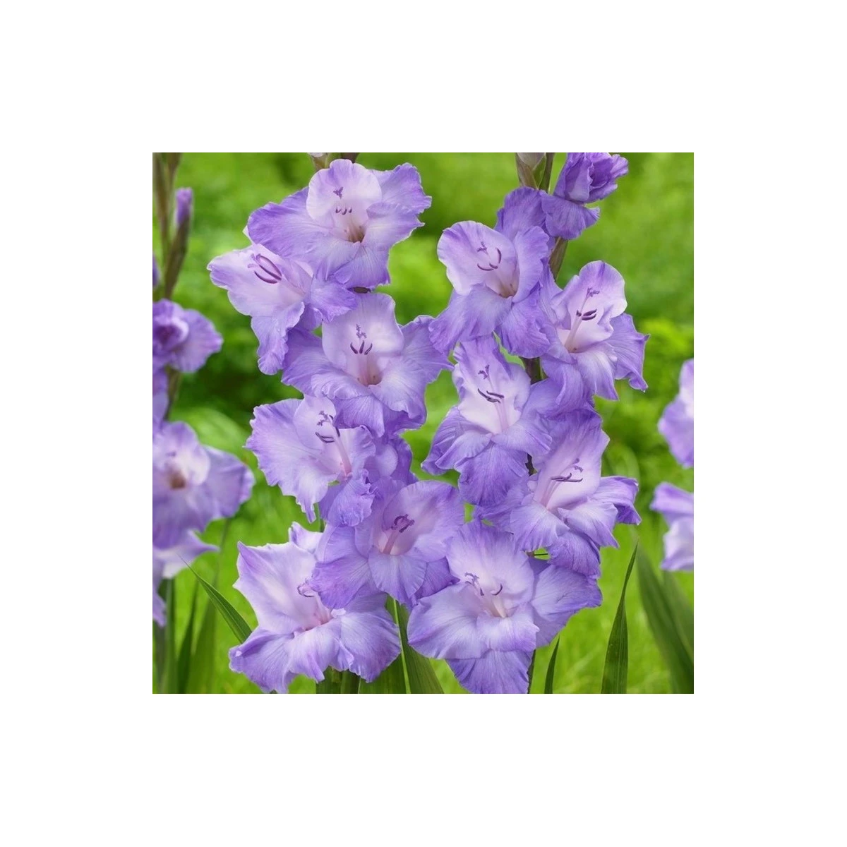 Gladiol Milka - Gladiolus - hlízy mečíku - 3 ks