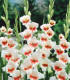 Gladiol Japonica - Gladiolus - hlízy mečíku - 3 ks