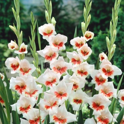 Gladiol Japonica - Gladiolus - hlízy mečíku - 3 ks