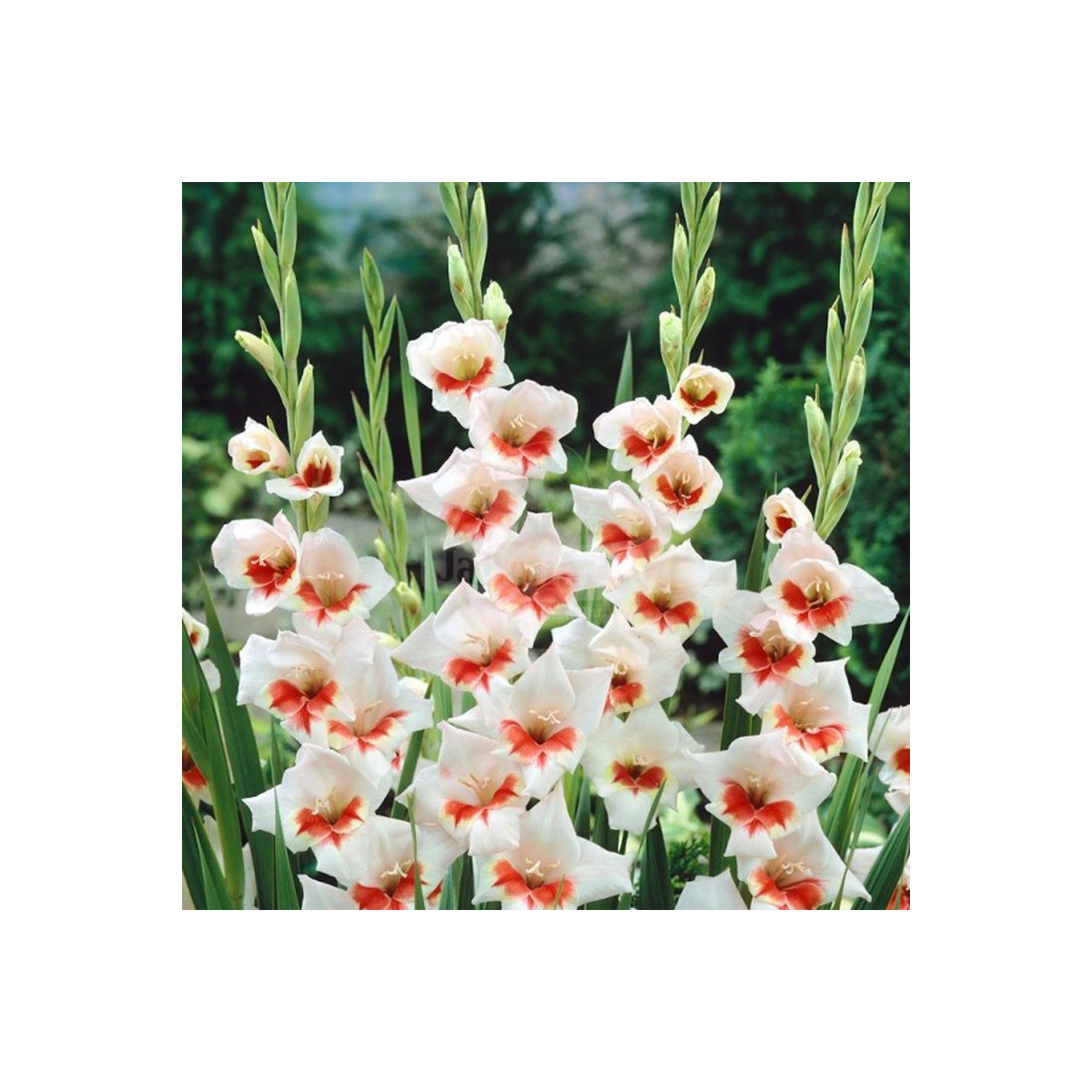 Gladiol Japonica - Gladiolus - hlízy mečíku - 3 ks