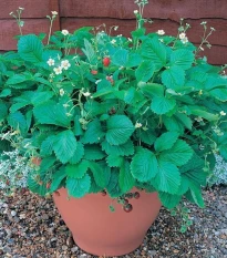 Jahodník lesní Mignonette - Fragaria vesca - semena jahodníku - 15 ks