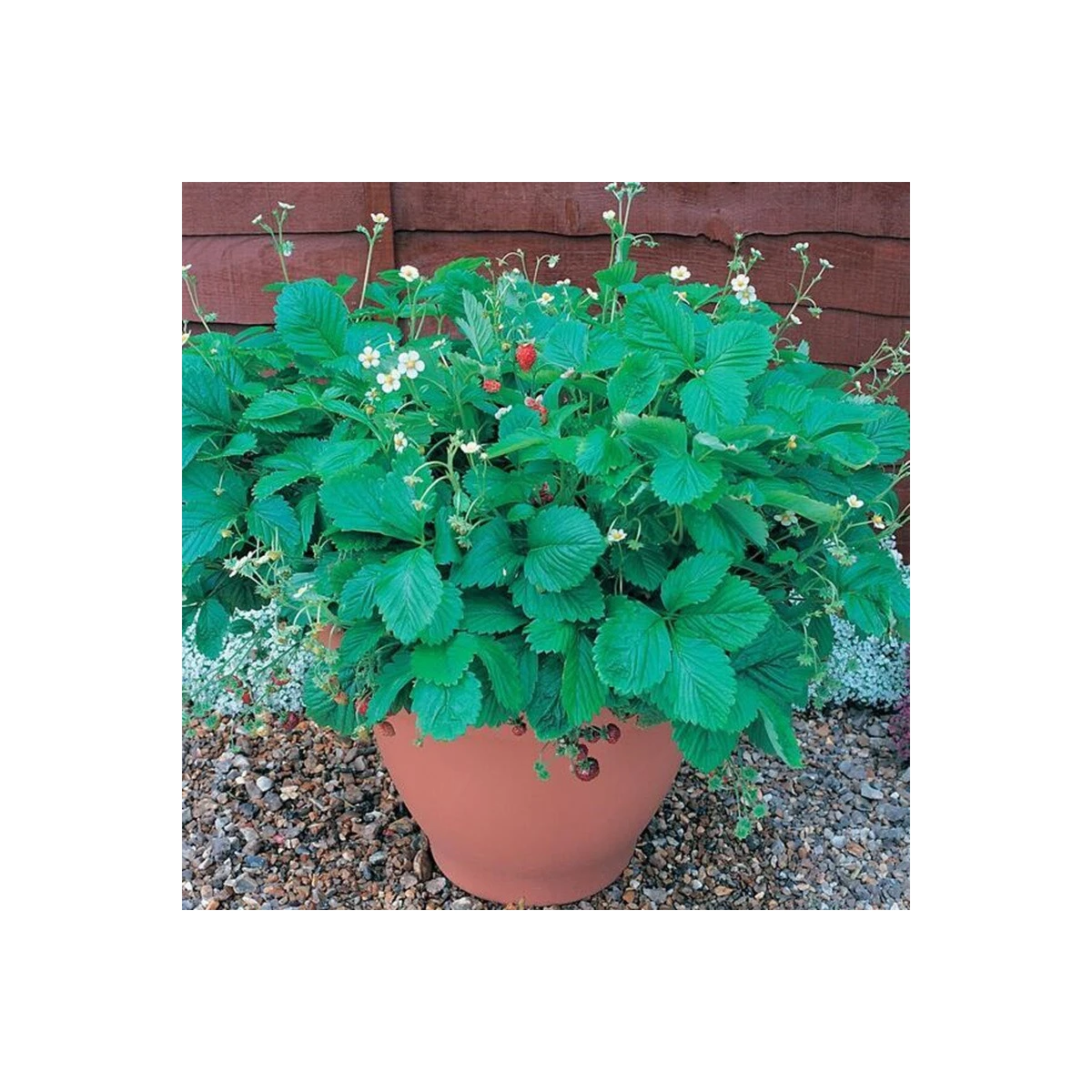 Jahodník lesní Mignonette - Fragaria vesca - semena jahodníku - 15 ks