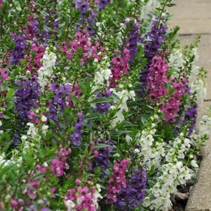 Angelonie směs barev - Angelonia angustifolia - semena angelonie - 6 ks