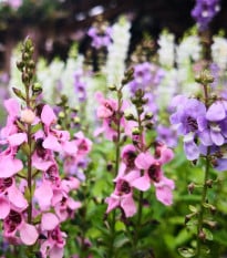 Angelonie směs barev - Angelonia angustifolia - semena angelonie - 6 ks
