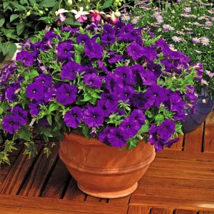 Petúnie Picobella modrá F1 - Petunia mill. - semena petúnie - 15 ks