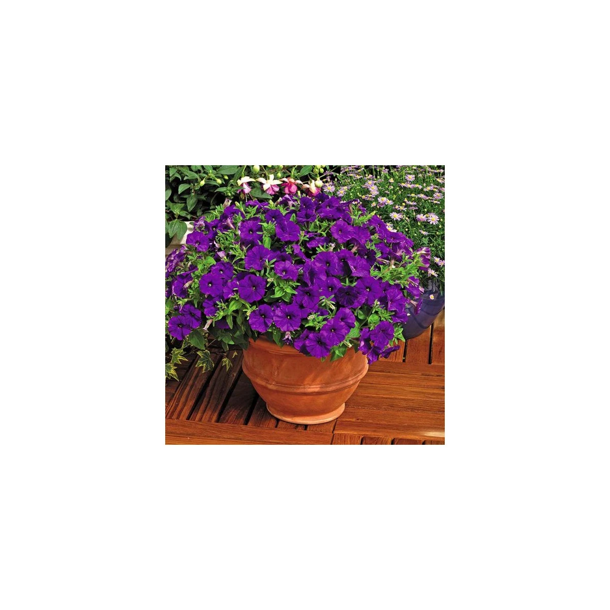 Petúnie Picobella modrá F1 - Petunia mill. - semena petúnie - 15 ks