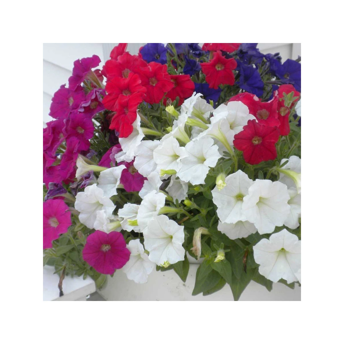 Petúnie Picobella směs barev F1 - Petunia mill. - semena petúnie - 15 ks