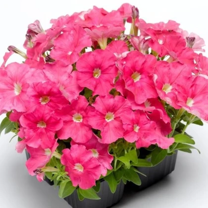 Petúnie Picobella růžová F1 - Petunia mill. - semena petúnie - 15 ks