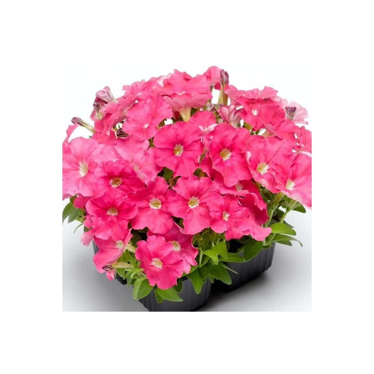 Petúnie Picobella růžová F1 - Petunia mill. - semena petúnie - 15 ks