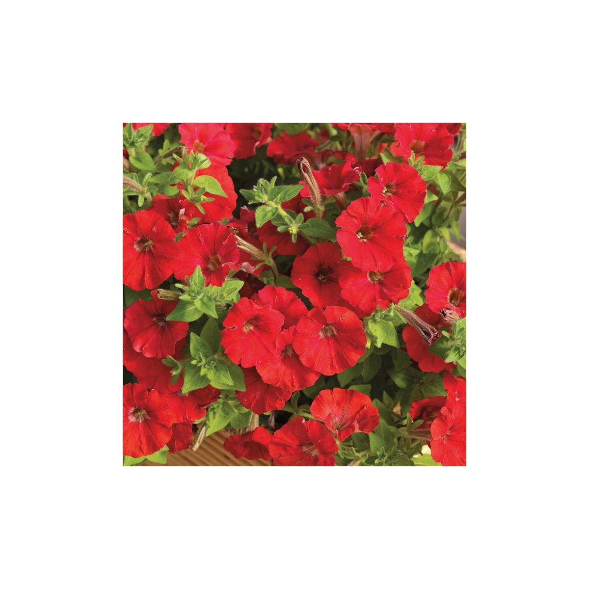 Petúnie Picobella červená F1 - Petunia mill. - semena petúnie - 15 ks