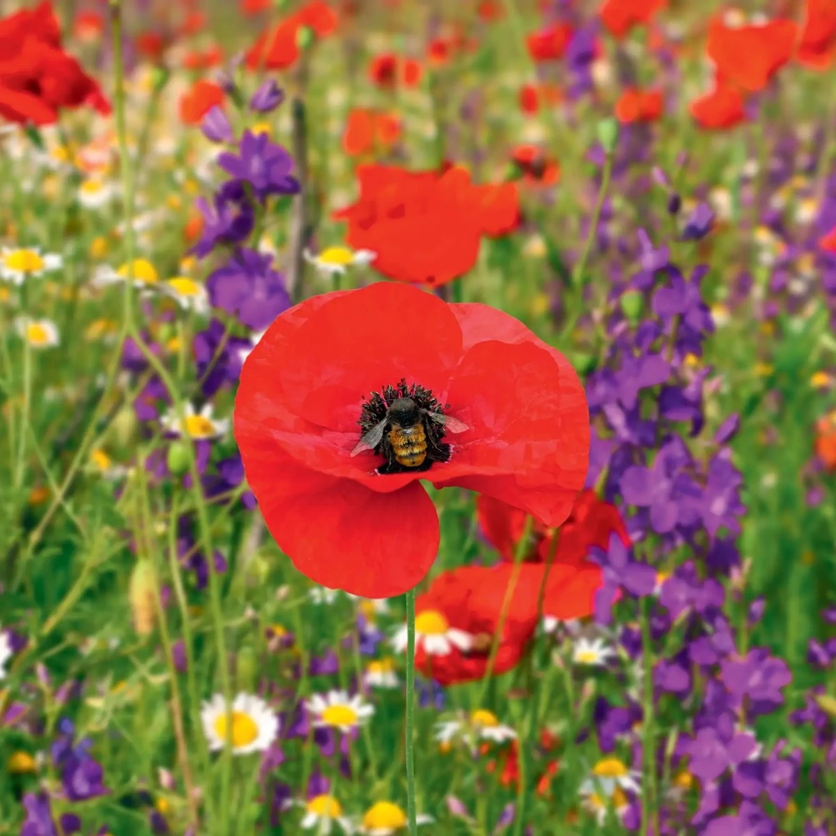 Květinová směs - užitečný hmyz - semena Kiepenkerl - 40 g