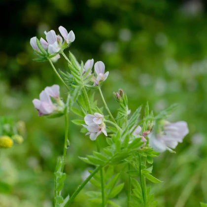 Zelené hnojení Serradella - semena - 400 g