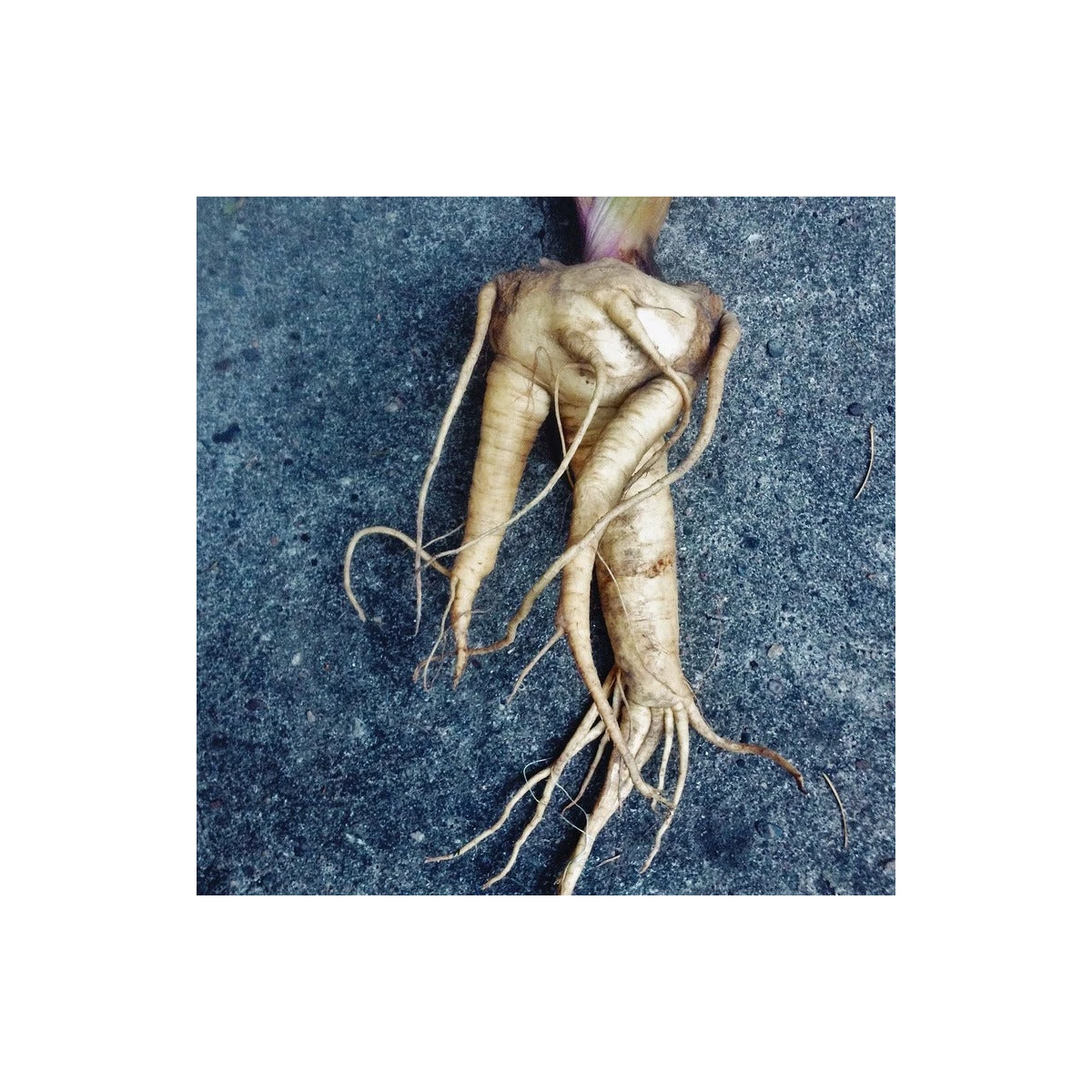 Mandragora lékařská - Mandragora officinalis - semena mandragory - 6 ks