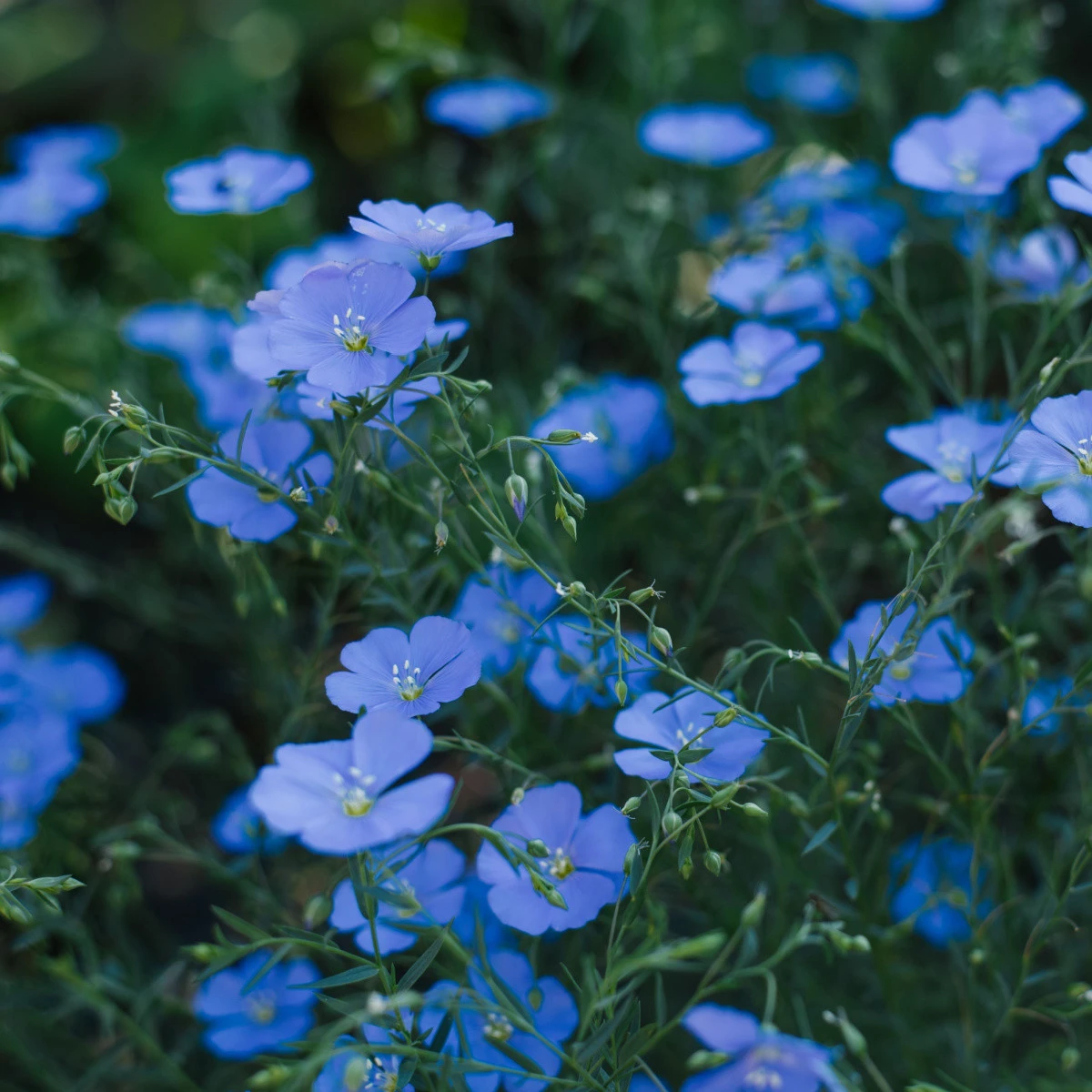 Zelené hnojení - len - semena - 60 g