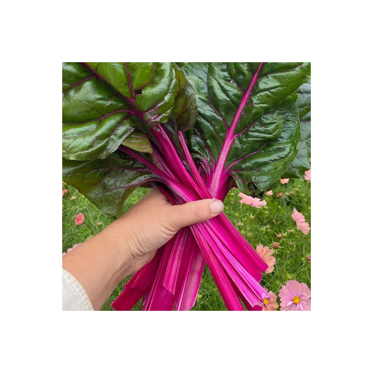 Mangold Magenta Sunset - Beta vulgaris - semena mangoldu - 30 ks