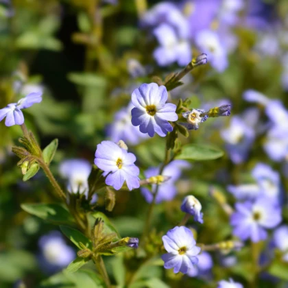 Broválie americká Blue Lady - Browallia americana - semena broválie - 20 ks