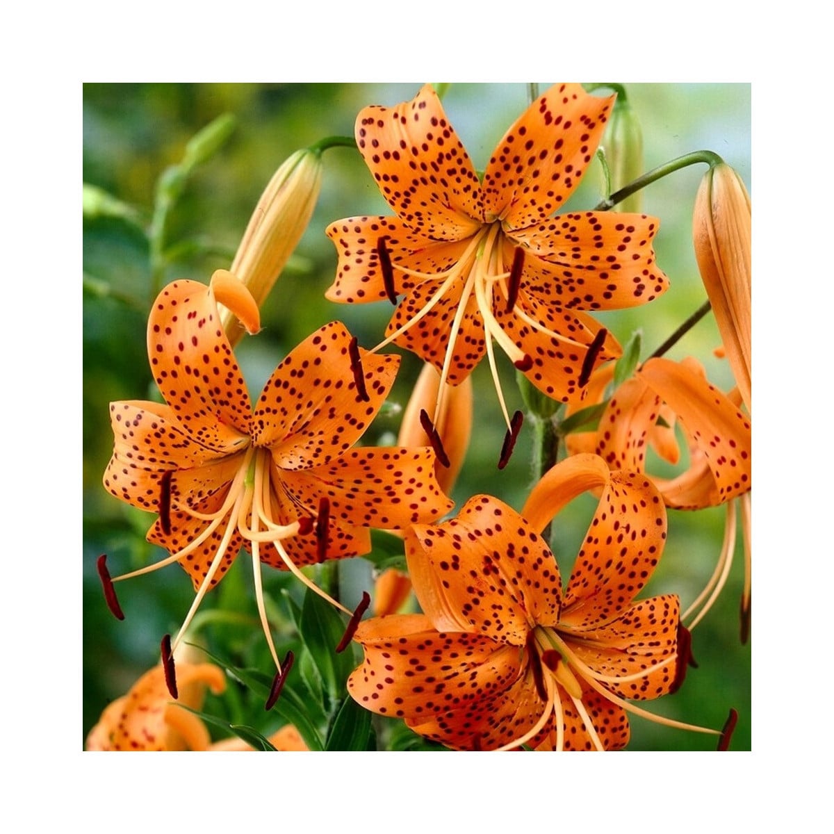 Lilie Tigrinum - Lilium - cibule lilie - 1 ks