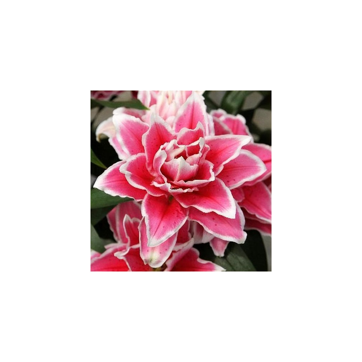 Lilie Roselily Samantha - Lilium - cibule lilie - 1 ks