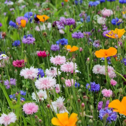 Směs letniček Karneval - výsevný pásek - 15x150 cm