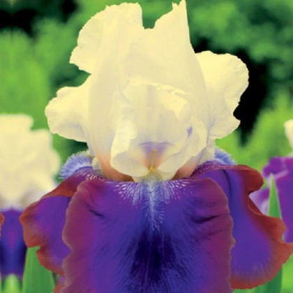 Kosatec německý Burgermeister - Iris germanica - hlízy kosatce - 1 ks