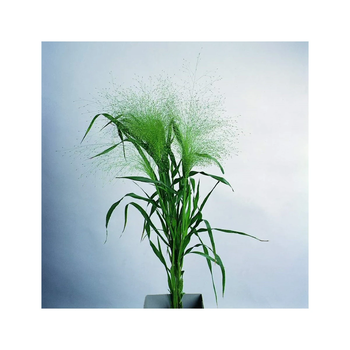 Proso prutnaté Fontaine - Panicum virgatum - semena prosa - 50 ks