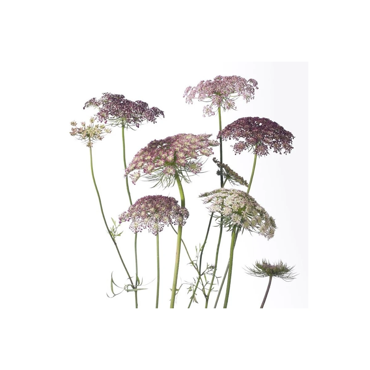 Okrasná mrkev Dara - Daucus carota - semena mrkve - 20 ks