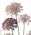 Okrasná mrkev Dara - Daucus carota - semena mrkve - 20 ks