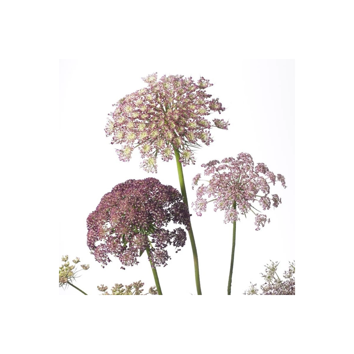 Okrasná mrkev Dara - Daucus carota - semena mrkve - 20 ks