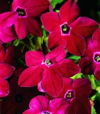 Tabák Saratoga červený F1 - Nicotiana x alata - semena tabáku - 30 ks