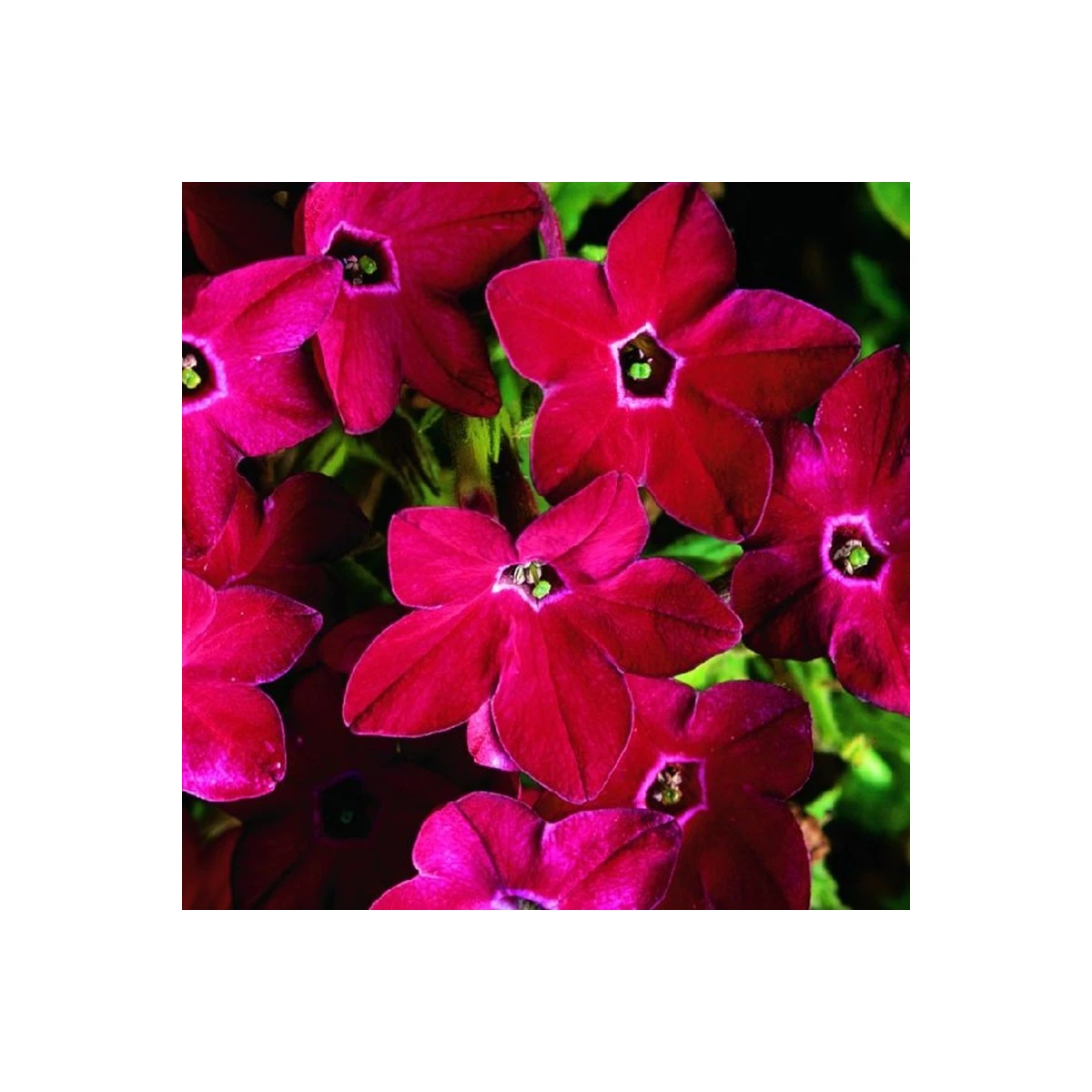 Tabák Saratoga červený F1 - Nicotiana x alata - semena tabáku - 30 ks