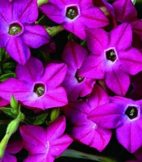 Tabák Saratoga růžový F1 - Nicotiana alata - semena tabáku - 30 ks