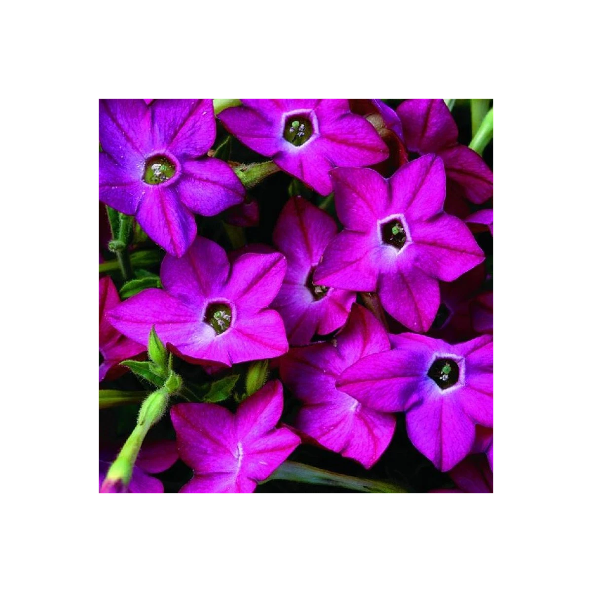 Tabák Saratoga růžový F1 - Nicotiana alata - semena tabáku - 30 ks