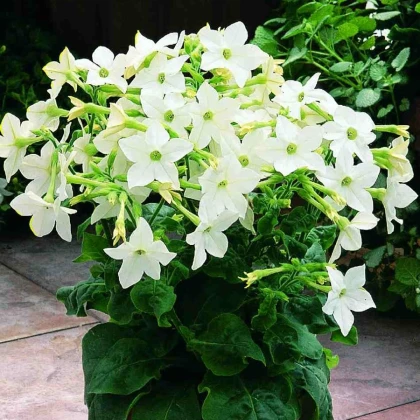 Tabák Saratoga bílý F1 - Nicotiana x alata - semena tabáku - 30 ks