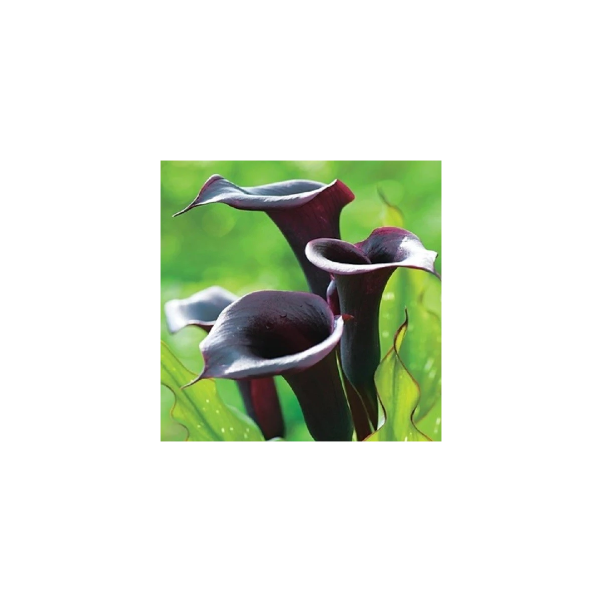 Kala Schwarzwalder - Zantedeschia - hlízy kaly - 1 ks