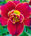 Denivka Highland Lord - Hemerocallis - hlízy denivky - 1 ks