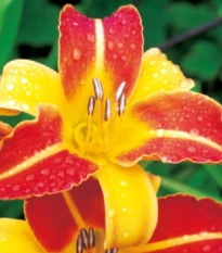 Denivka Frans Halls - Hemerocallis - hlízy denivky - 1 ks