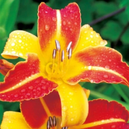 Denivka Frans Halls - Hemerocallis - hlízy denivky - 1 ks