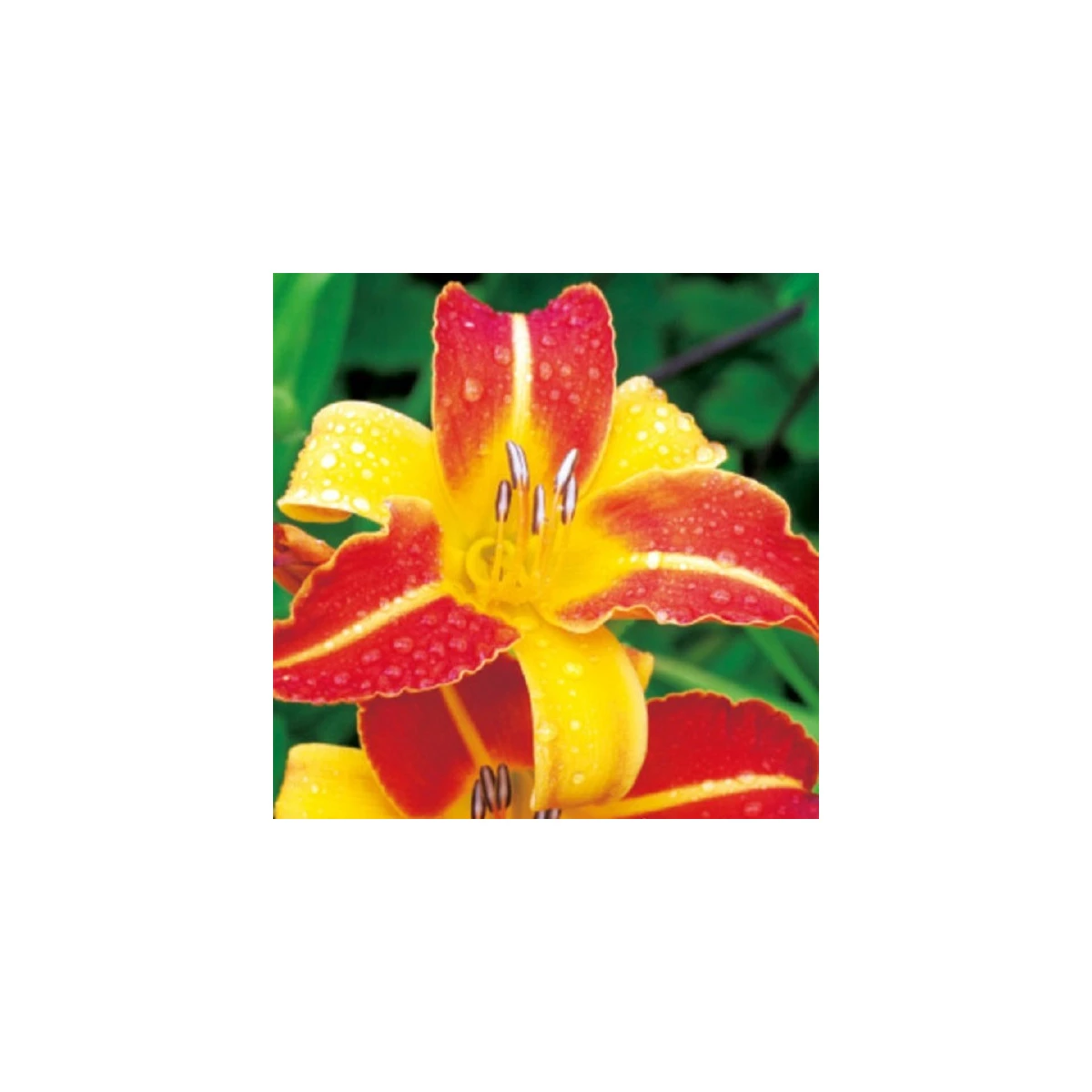 Denivka Frans Halls - Hemerocallis - hlízy denivky - 1 ks