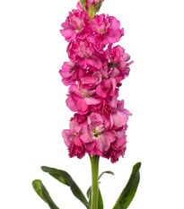 Fiala Iron Rose Pink - Matthiola incana - semena fialy - 40 ks