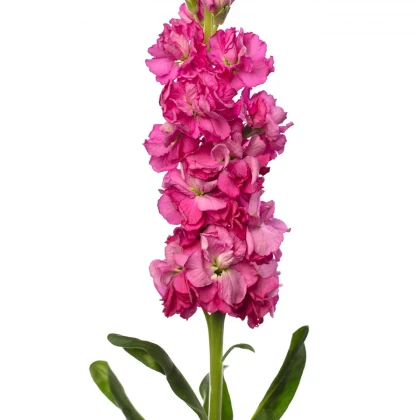 Fiala Iron Rose Pink - Matthiola incana - semena fialy - 40 ks