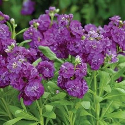 Fiala Hot cakes - Matthiola incana - semena fialy - 40 ks