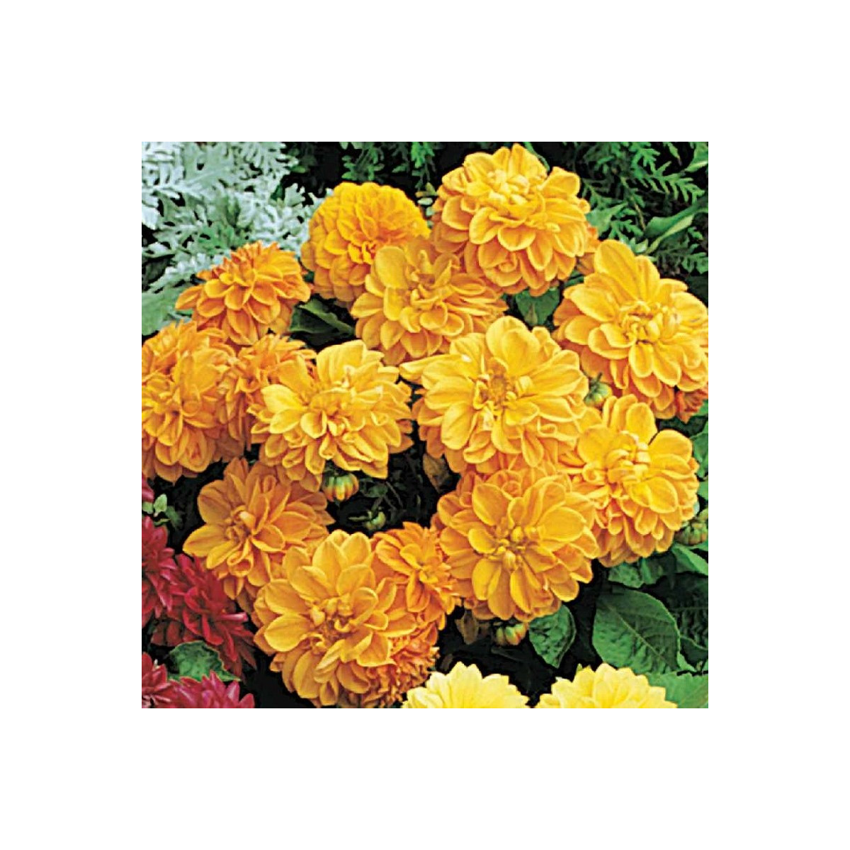 Jiřinka proměnlivá Figaro Orange shades - Dahlia variabilis - semena jiřinky - 20 ks