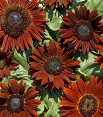 Slunečnice roční Ruby F1 - Helianthus annuus - semena slunečnice - 10 ks