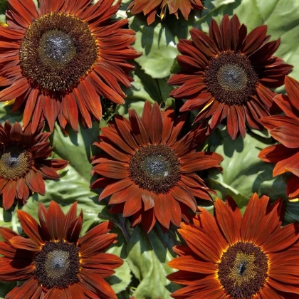 Slunečnice roční Ruby F1 - Helianthus annuus - semena slunečnice - 10 ks