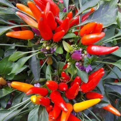 Chilli Rainbow fire - Capsicum frutescens - semena chilli - 6 ks