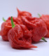 Chilli Apocalypse Red - Capsicum chinense - semena chilli - 5 ks